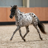 minihorse miniappaloosa