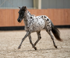 minihorse miniappaloosa