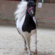 minihorse pinto