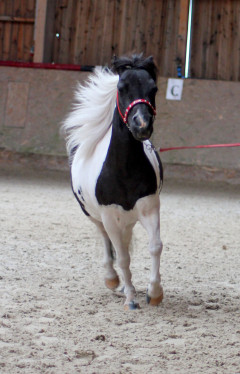minihorse pinto