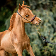 amerigo