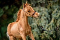 amerigo